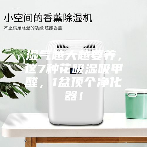 濕氣越大越要養(yǎng)，這7種花吸濕吸甲醛，1盆頂個凈化器！