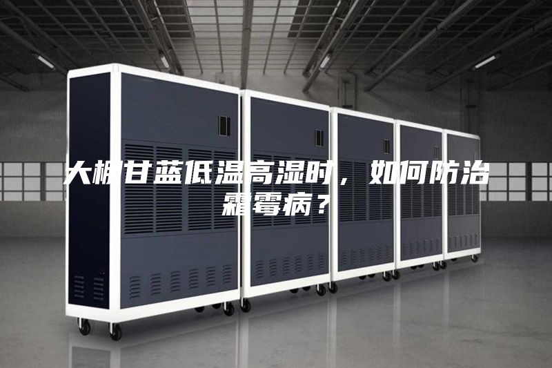 大棚甘藍低溫高濕時,如何防治霜霉病?